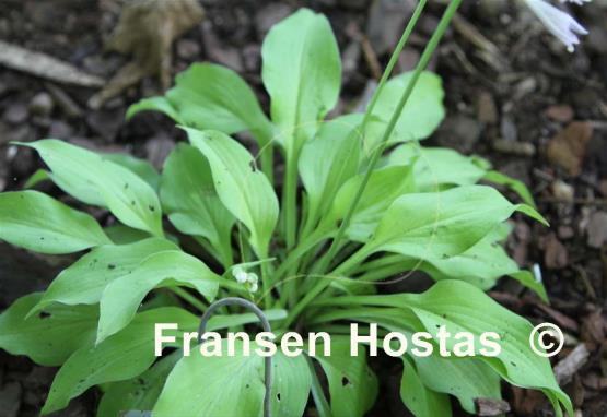 Hosta Precious Metal